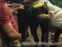 Horny chaps licking a horse s cum hole